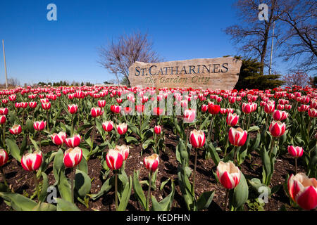 Un segno di gateway per San Catharines, Ontario, Canada, la città giardino. Con i tulipani in primo piano. Foto Stock