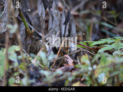 A lungo fatturati wren-babbler (rimator malacoptilus) a eaglenest Wildlife Sanctuary, Arunachal Pradesh india Foto Stock