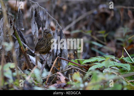 A lungo fatturati wren-babbler (rimator malacoptilus) a eaglenest Wildlife Sanctuary, Arunachal Pradesh india Foto Stock