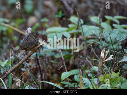 A lungo fatturati wren-babbler (rimator malacoptilus) a eaglenest Wildlife Sanctuary, Arunachal Pradesh india Foto Stock