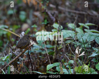 A lungo fatturati wren-babbler (rimator malacoptilus) a eaglenest Wildlife Sanctuary, Arunachal Pradesh india Foto Stock