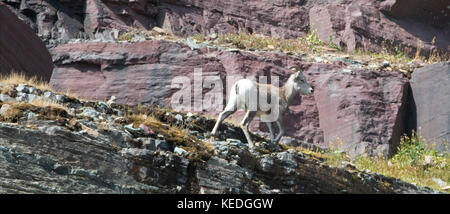 Bighorn Sheep a piedi sul bordo della scogliera sotto Clements Mountain su Hidden Lake Pass nel Glacier National Park nel Montana Stati Uniti Foto Stock