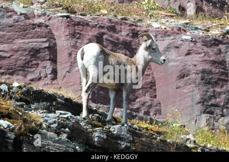 Bighorn Sheep a piedi sul bordo della scogliera sotto Clements Mountain su Hidden Lake Pass nel Glacier National Park nel Montana Stati Uniti Foto Stock