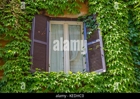 Finestra sul vecchio edificio in Roma, coperta da edera. Foto Stock