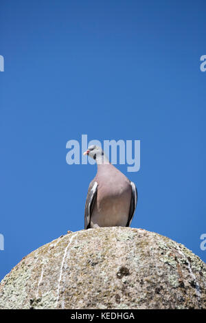 Woodpigeon contro il luminoso cielo blu Foto Stock