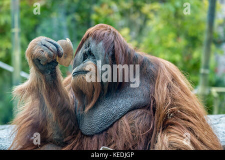 Orango Tango (ape) mangiare frutta Foto Stock