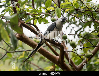 Blue magpie-jay in una struttura ad albero Foto Stock