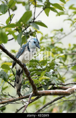 Blu e bianco Magpie-Jay in un albero di mele, Arenal Volanco, Costa Rica Foto Stock