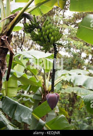 L'impiccagione corm, banana cuore e pseudostem rigata, delle piante di banana Foto Stock