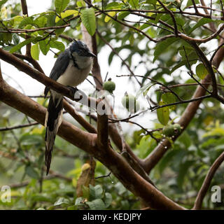 Blue magpie-jay in un albero di mele in Costa Rica Foto Stock