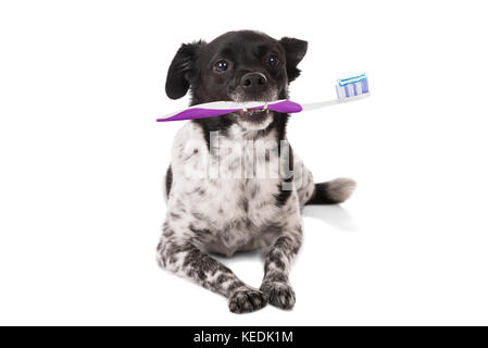 Cane con uno spazzolino da denti su sfondo bianco Foto Stock