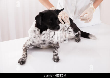 Vet dando una iniezione al cane giacente sulla scrivania in ospedale Foto Stock