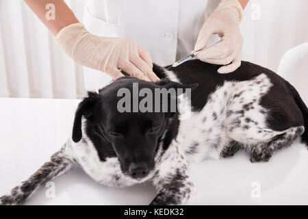 Vet dando una iniezione al cane giacente sulla scrivania in ospedale Foto Stock