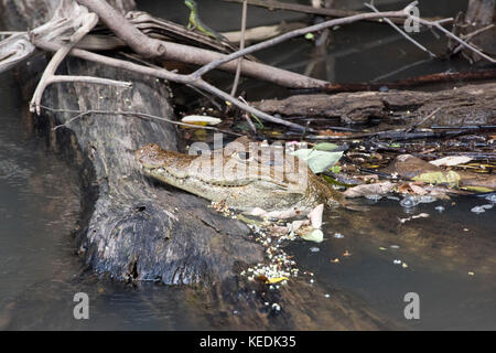 Coccodrillo caimano in un Fiume Sarapiqui, Provincia de Heredia, Costa Rica Foto Stock