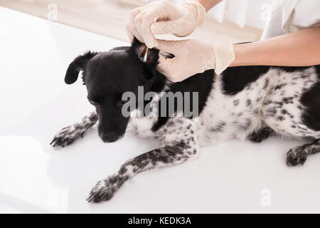 Close-up di un veterinario la pulizia del cane per orecchio con batuffolo di cotone Foto Stock