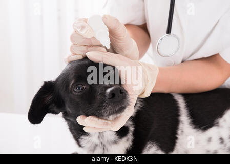 Close-up di un vet applicazione di collirio in cani di occhio Foto Stock