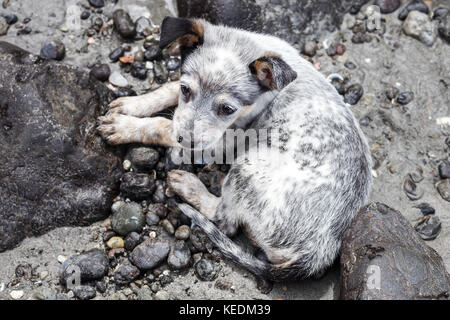 Miniature pinscher cucciolo prendendo una pausa su una spiaggia rocciosa Foto Stock