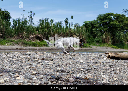 Miniature pinscher sulla corsa Foto Stock