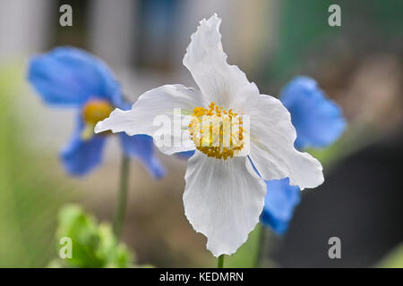 Bianco forma di fioritura del papavero himalayano chiamato anche il tibetano il papavero di fronte blu fiori di papavero (Meconopsis betonicifolia Alba, Meconopsis baileyi Foto Stock