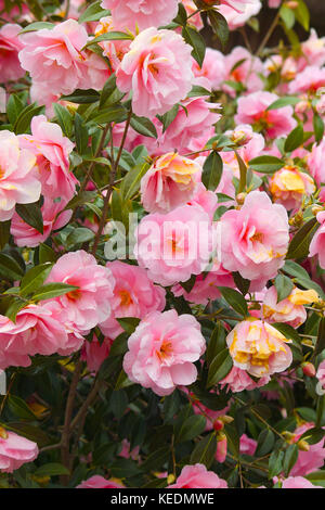 Rosa japanese camellia fiori (Camellia japonica). belle fioriture rosa bush Foto Stock