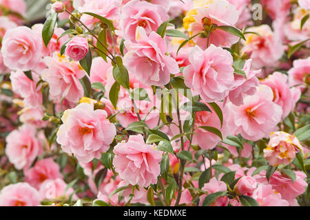 Rosa japanese camellia fiori (Camellia japonica). belle fioriture rosa bush Foto Stock