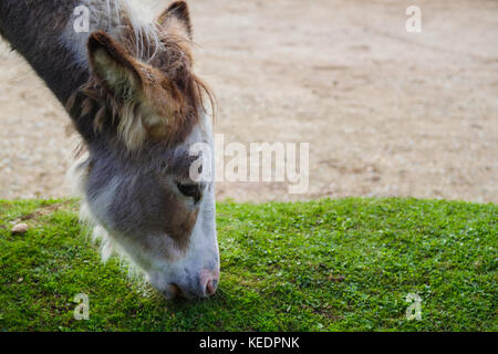 Asini selvatici mangiare erba verde Foto Stock