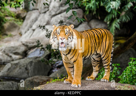 La tigre di Sumatra permanente sulla roccia e rivolta verso la telecamera