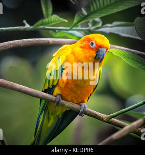 Sun Conure parrot (Aratinga solstitialis) appollaiato su un ramo in una foresta tropicale Foto Stock