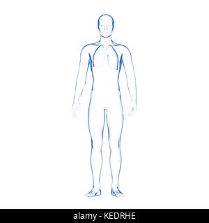 Human lang, modello medico Foto Stock