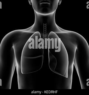 Human lang, modello medico Foto Stock