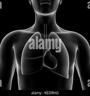 Human lang, modello medico Foto Stock