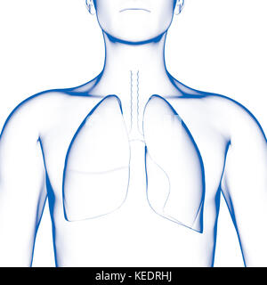 Human lang, modello medico Foto Stock