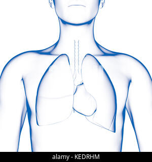 Human lang, modello medico Foto Stock