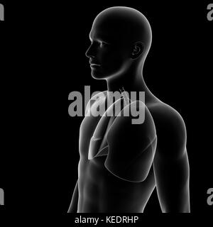 Human lang, modello medico Foto Stock