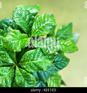 I giovani germogli di albero di caffè in una pentola. vista dall'alto. caffè foglie con gocce di acqua. Foto Stock