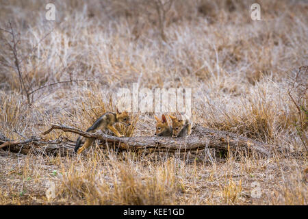Nero-backed jackal nel parco nazionale di Kruger, sud africa ; specie canis mesomelas famiglia dei canidae Foto Stock