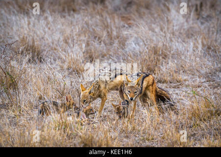 Nero-backed jackal nel parco nazionale di Kruger, sud africa ; specie canis mesomelas famiglia dei canidae Foto Stock