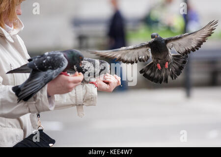 Close up dei piccioni in volo, alimentando dalle mani di un turista a Londra, Inghilterra, Regno Unito Foto Stock