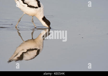 Pied Avocetta Recurvirostra avosetta alimentare Titchwell RSPB Riserva Agosto Foto Stock