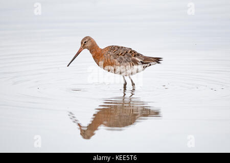 Nero-tailed Godwit Limosa limosa iniziando a muta fuori di allevamento del piumaggio TItchwell RSPB Riserva Agosto Foto Stock