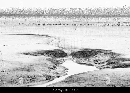 Trampolieri principalmente a nodo ed Oystewrcatcher fuori sul lavaggio a bassa marea visto da Snettisham RSPB Riserva Norfolk Agosto Foto Stock