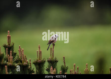 Ritratto di uccello con sfondo verde. Il red-backed shrike - Lanius collurio, un carnivoro passerine bird e membro della famiglia shrike Laniidae Foto Stock