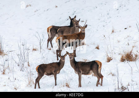 Il cervo (Cervus elaphus), allevamento di cerve in inverno, Polonia, Europa Foto Stock