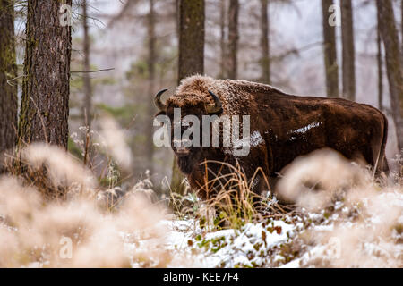 Wisent, il bisonte europeo (Bison bonasus) nella foresta di inverno Foto Stock