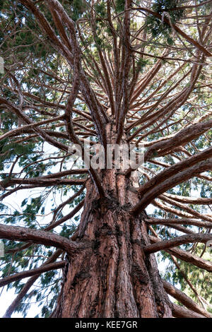 Guardando in alto nel cielo di un gigantesco albero di sequoia, giardini a Queenstown, Nuova Zelanda Foto Stock