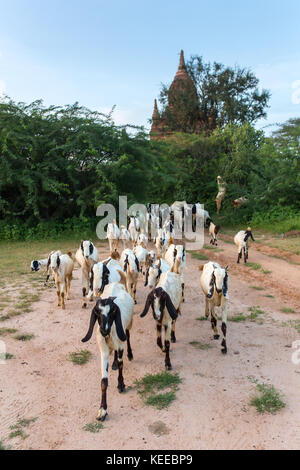 Allevamento di capre pascolano nei pressi dell'antico stupa e templi di Bagan, myanmar Foto Stock