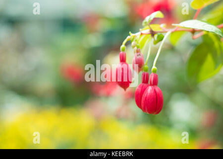 Rosa viola fuchsia magellanica. hummingbird fiore nel parco. Appendere lady's eardrops in giardino. Foto Stock