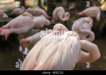 Fenicottero rosa vicino a Chiang Mai zoo. Foto Stock