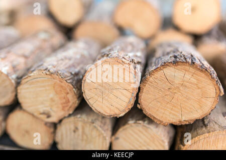 Legno di thanaka close-up. tanaka è tradizione birmano cosmetic costituito da corteccia di albero di tanaka. Foto Stock