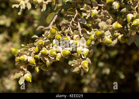 Acorni spagnoli su albero di quercia Foto Stock